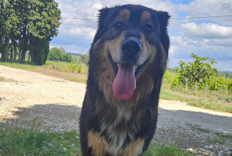 Fundmeldung Hund rassenmischung Männliche Cairanne Frankreich Fundmeldung Hund rassenmischung Männliche Cairanne Frankreich