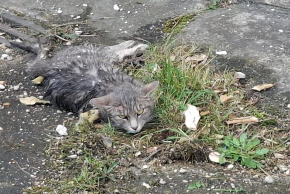 Fundmeldung Katze Unbekannt Couternon Frankreich Fundmeldung Katze Unbekannt Couternon Frankreich