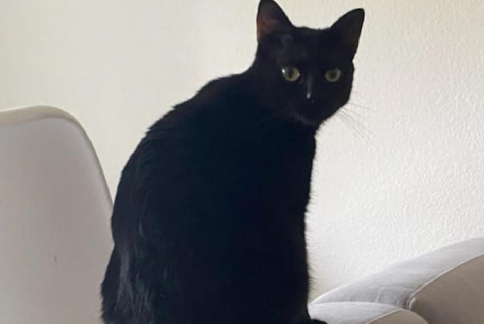 Disappearance alert Cat Male , 2 years Le Mans France Disappearance alert Cat Male , 2 years Le Mans France