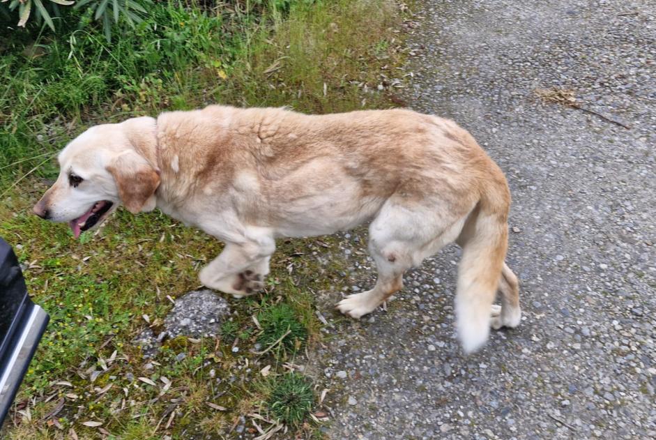 Discovery alert Dog  Unknown Saverdun France