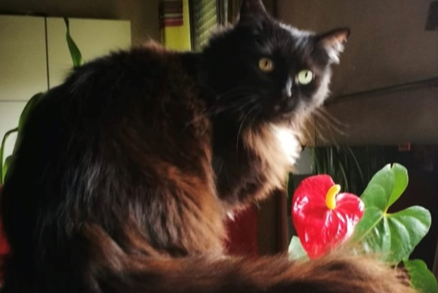 Alerta de Desaparición Gato cruce Hembra , 16 años Talant Francia