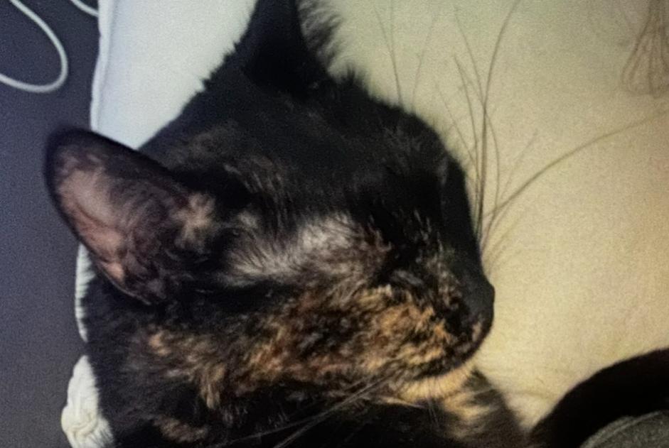 Alerta de Desaparición Gato  Hembra , 6 años Luisant Francia