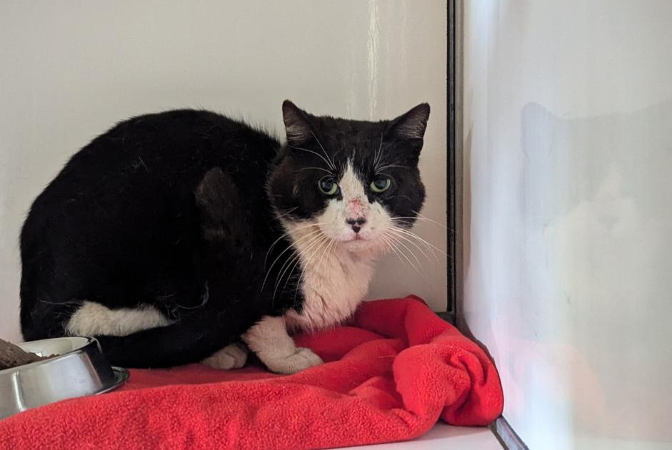 Alerta de Hallazgo Gato Macho Domagné Francia Alerta de Hallazgo Gato Macho Domagné Francia