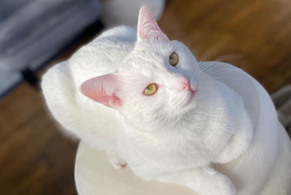 Alerte Disparition Chat Mâle , 1 ans Trégueux France