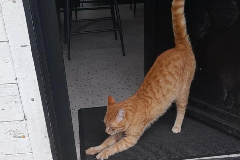 Alerte Découverte Chat Mâle Saint-Martin-de-Bonfossé France