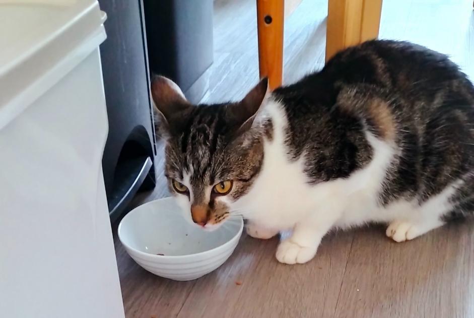 Alerte Découverte Chat Femelle Chartres France Alerte Découverte Chat Femelle Chartres France