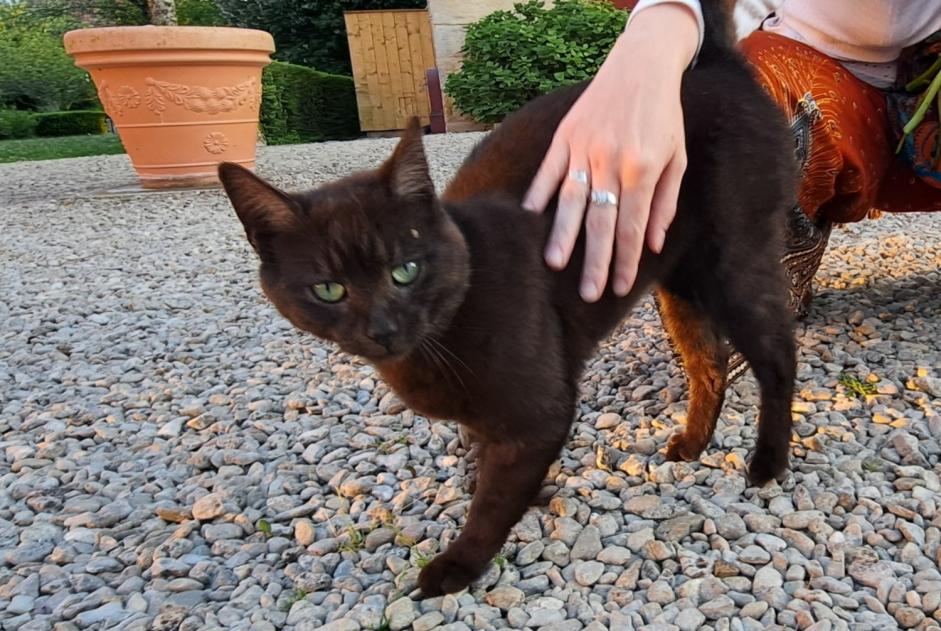 Alerte Découverte Chat Mâle Val-Suzon France Alerte Découverte Chat Mâle Val-Suzon France