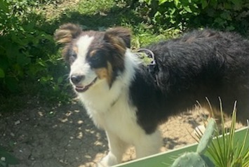 Alerte Disparition Chien Mâle , 1 ans Ouges France Alerte Disparition Chien Mâle , 1 ans Ouges France