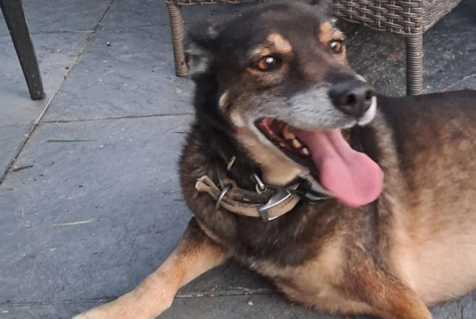 Alerte Découverte Chien croisement Mâle Sainte-Gemme France