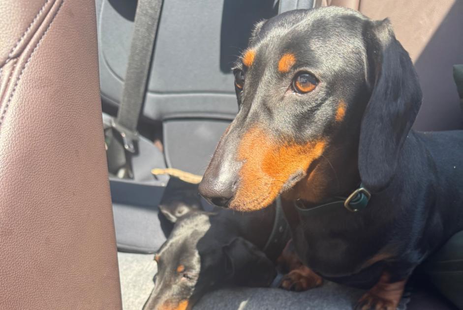 Avviso scomparsa Cane  Femmina , 3 anni Robion Francia