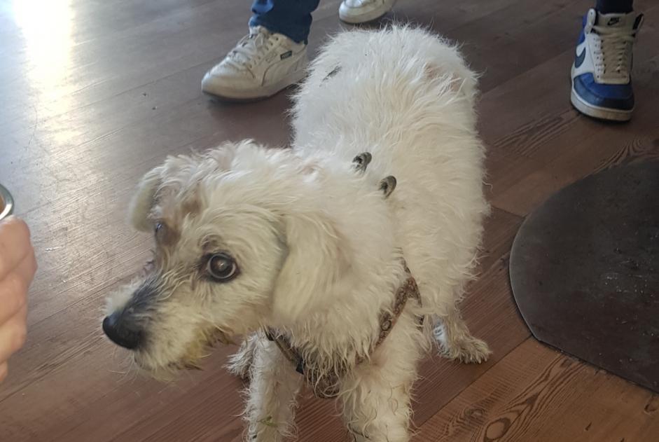 Avviso Ritrovamento Cane Maschio Groisy Francia Avviso Ritrovamento Cane Maschio Groisy Francia