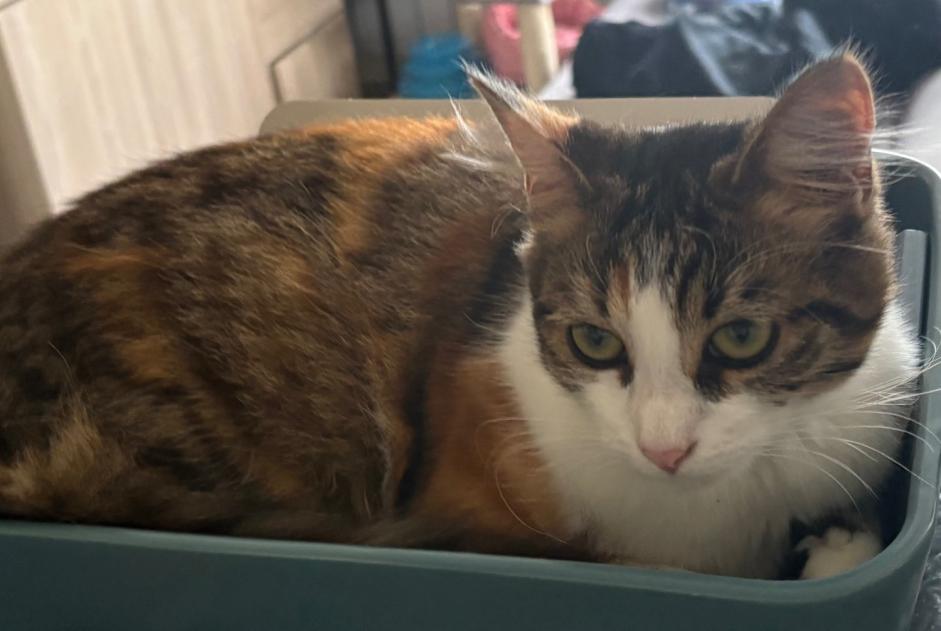 Avviso scomparsa Gatto  Femmina , 1 anni Saint-Denis-d'Orques Francia